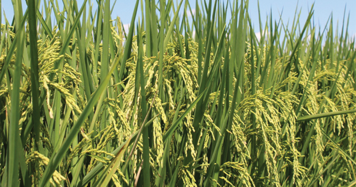 Alost Ready Rice.jpg