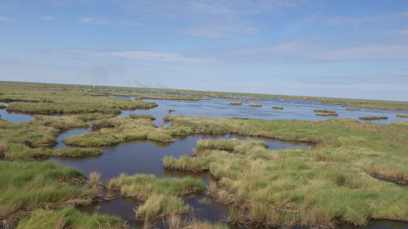 Image for Phillips 66 Renews Commitment to Coastal Resilience, Biodiversity