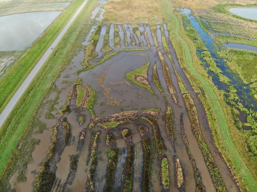 Image for Chevron commits $450,000 for working land enhancement and Mottled Duck conservation