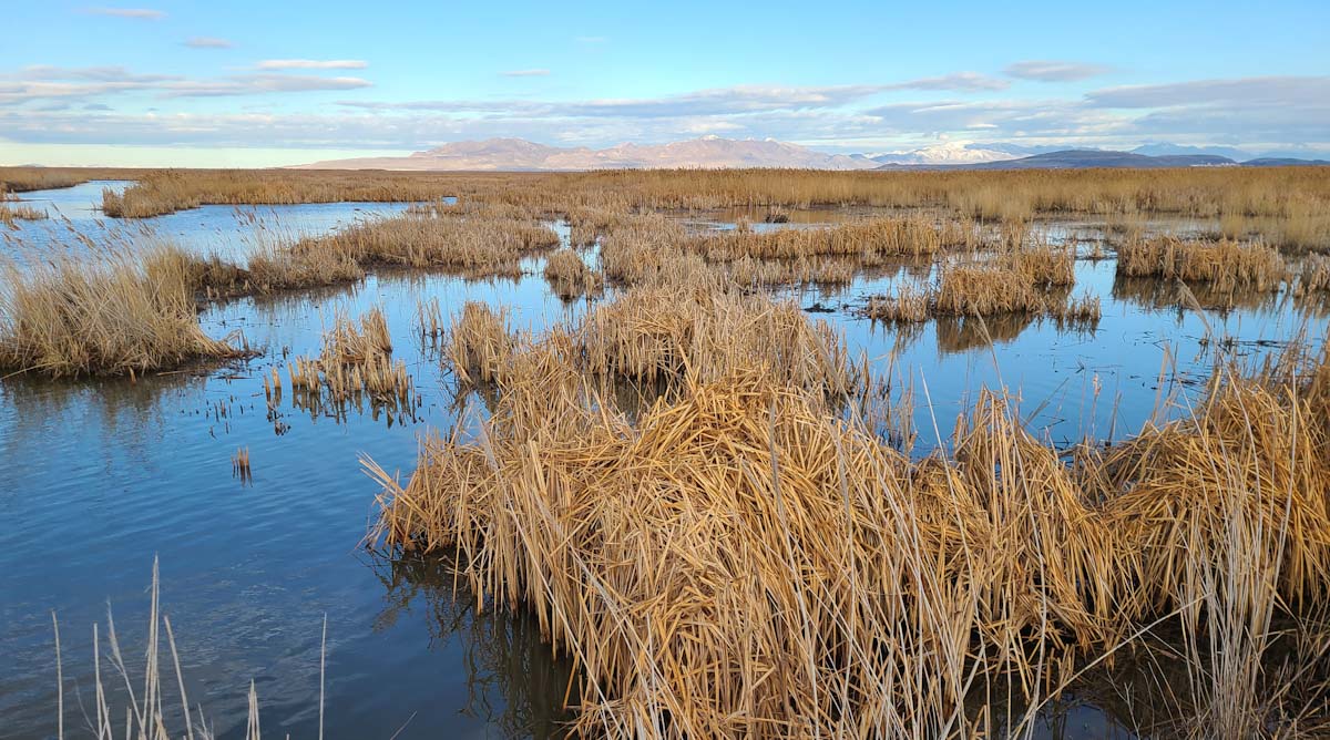 Image for Ducks Unlimited Exceeds Fundraising Goal for Great Salt Lake Initiative, Advancing Critical Conservation Efforts