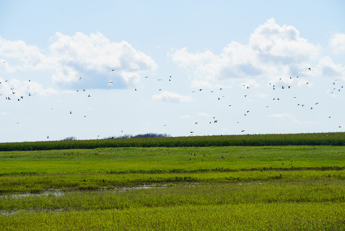 Image for Flint Hills Resources and Ducks Unlimited Celebrate 40 Years of Partnership