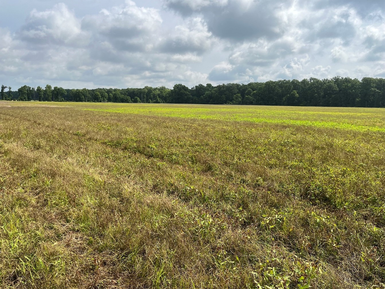 Image for Revitalizing Waterfowl Habitat in the Mississippi Delta