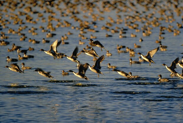 Flock of pintails flying over water