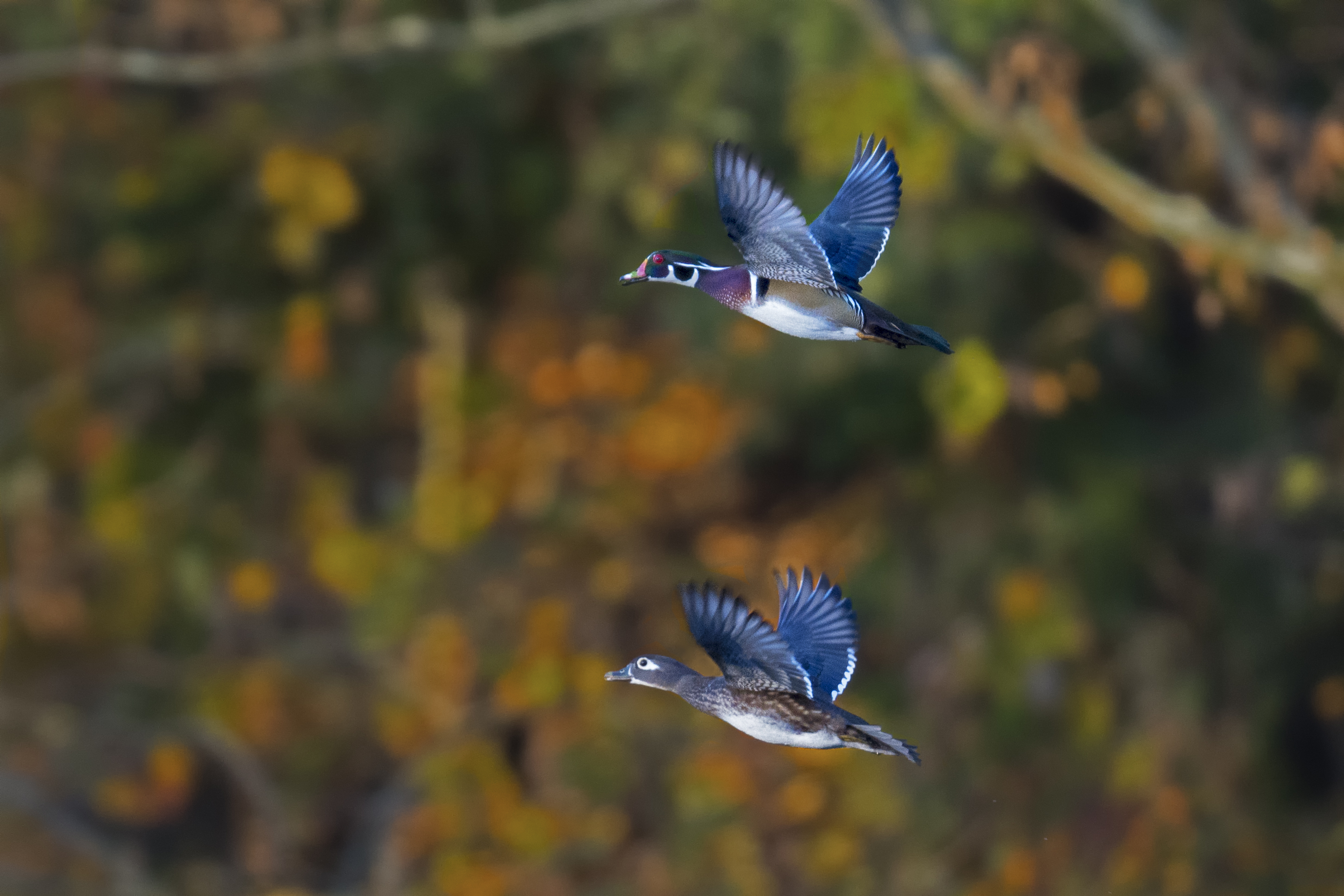 Wood_ducks_fall_colors.jpeg