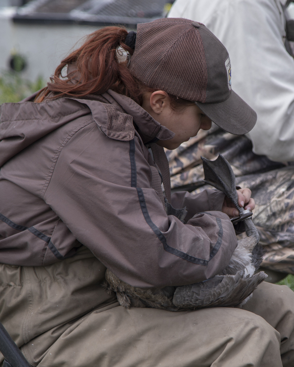 Engineering a Comeback: How Ducks Unlimited Science and Collaboration Offer Hope for Klamath Basin 