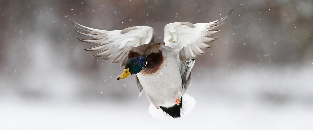 Flying Mallard in Snowfall
