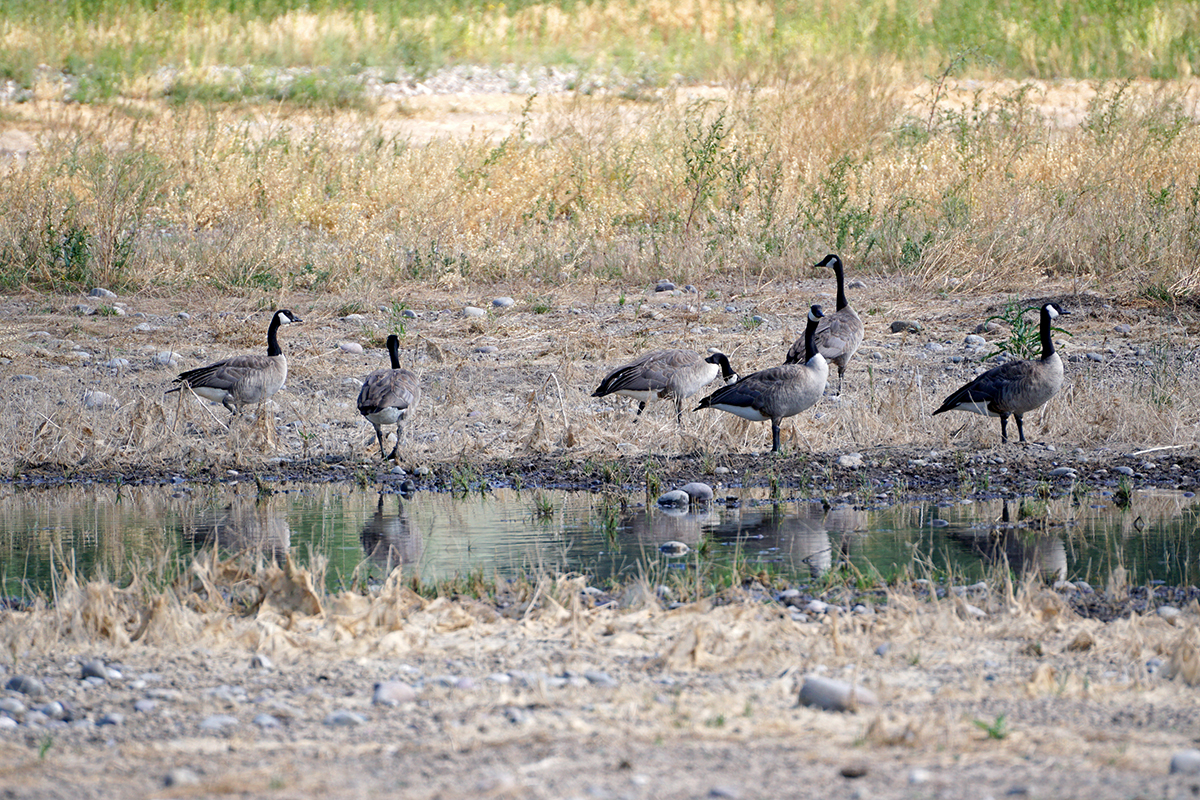 Geese at Flat Creek