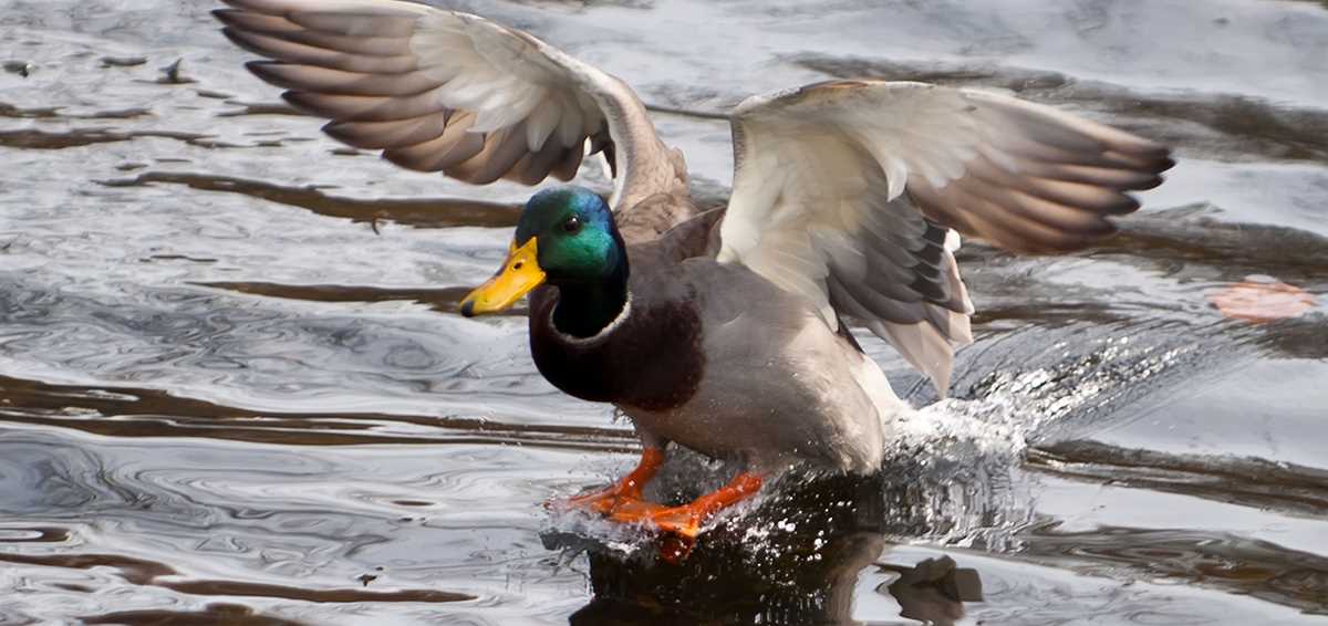 Mike O'Brien mallard drake