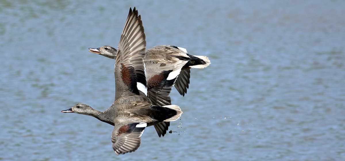 gadwall pair