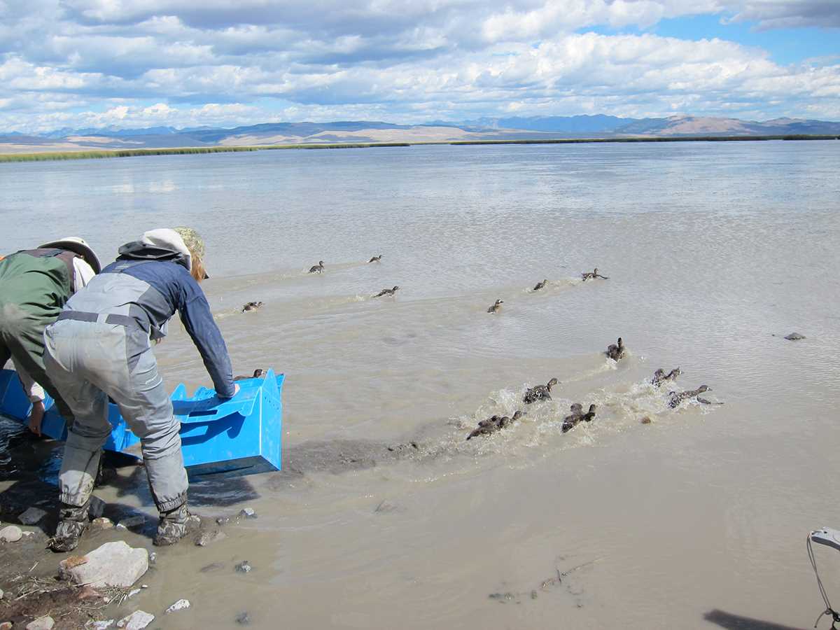 DUTV BADCAT research