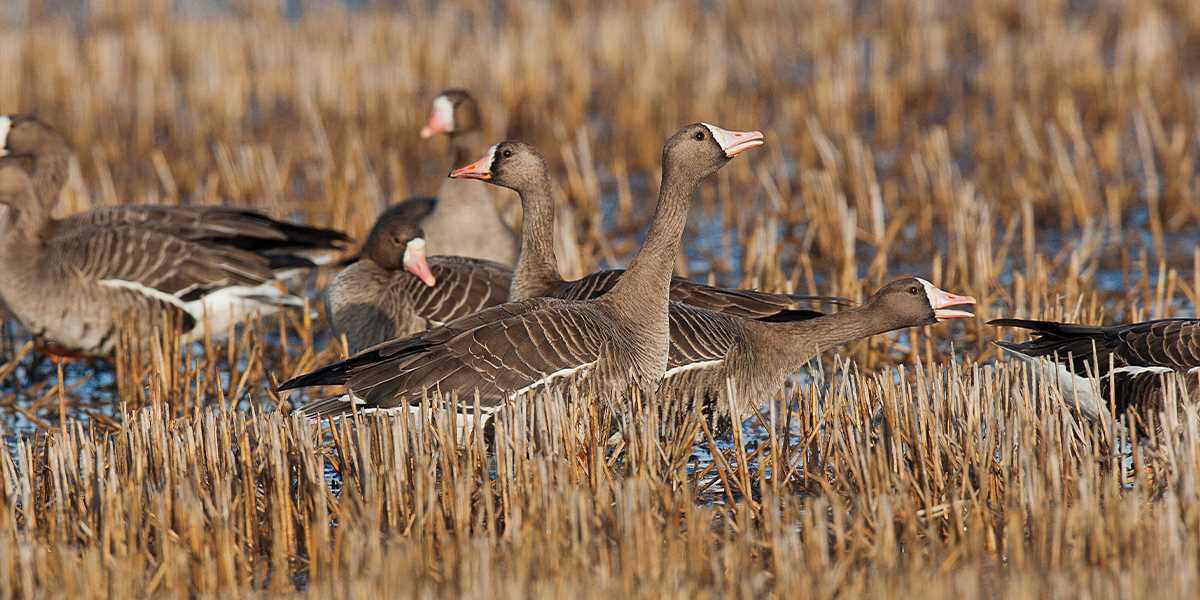 Michael Peters geese