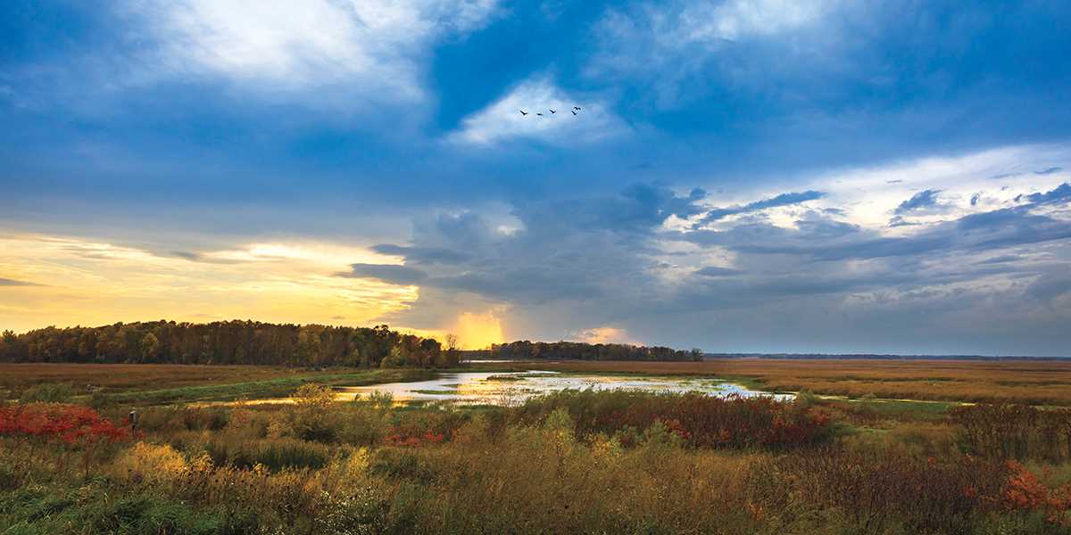 Mike Roemer favorite marsh