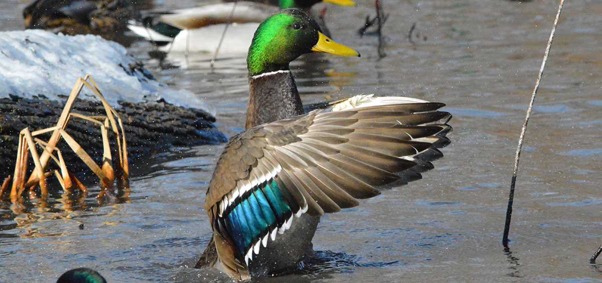 Justin Skrzynski mallard