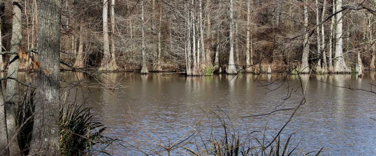 Bottomland forested wetlands photo by Rebecca Bodron