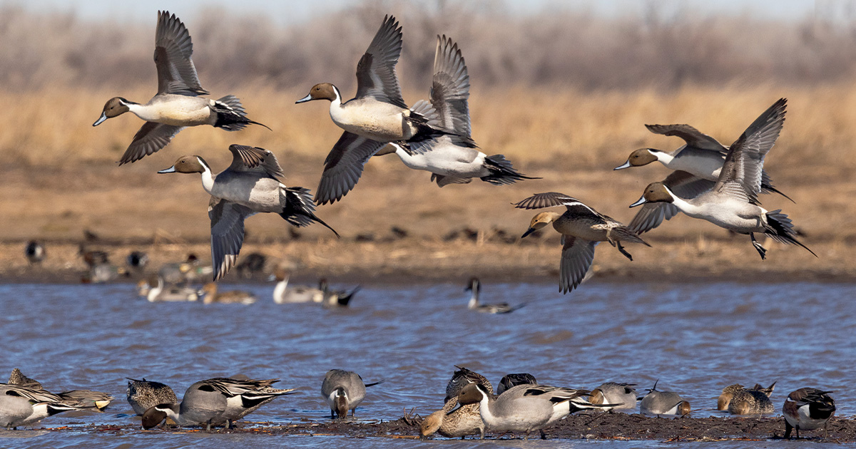 Northern pintail coming in. Photo by dougsteinkephotos.com