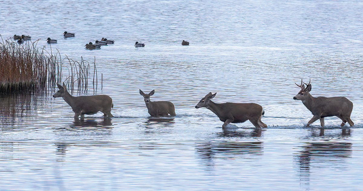 Deer and waterfowl in wetland. Photo by ChuckandGraceBartlett.com.