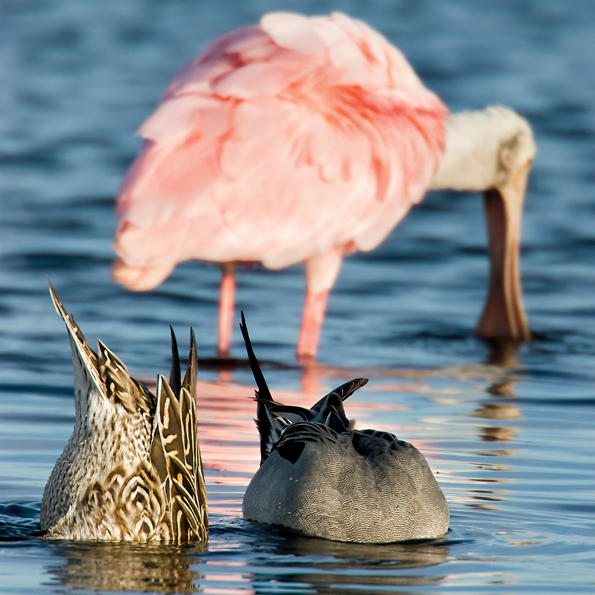 Northern pintails and roseate spoonbill feeding. Photo by Marc Epstein