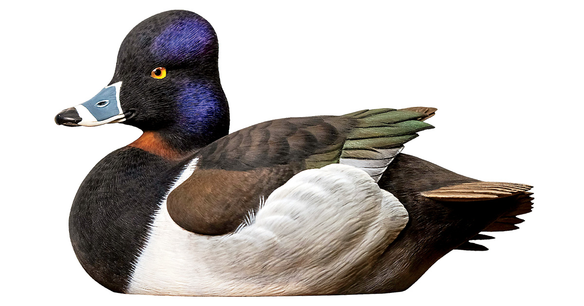 Ducks Unlimited's 2026 Decoy of the Year