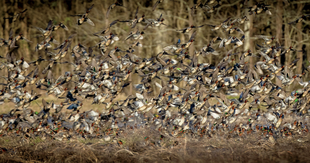 Image for DU Special Report: 2025 Status of Waterfowl