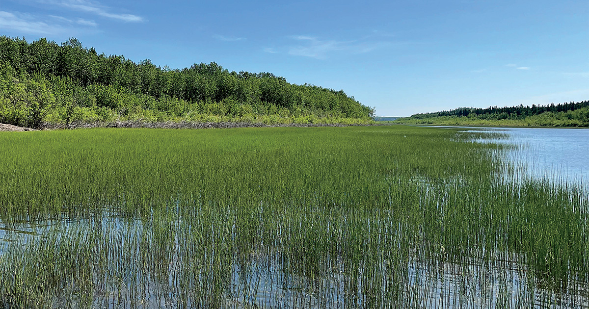 Field Reports: Waterfowl Production Outlook