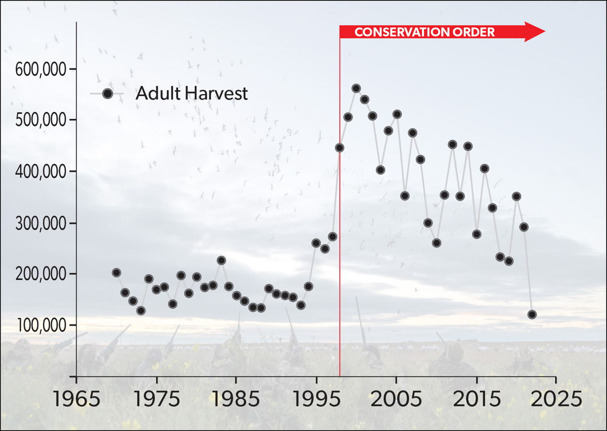 JA25 SNOW GOOSE GRAPH.jpg