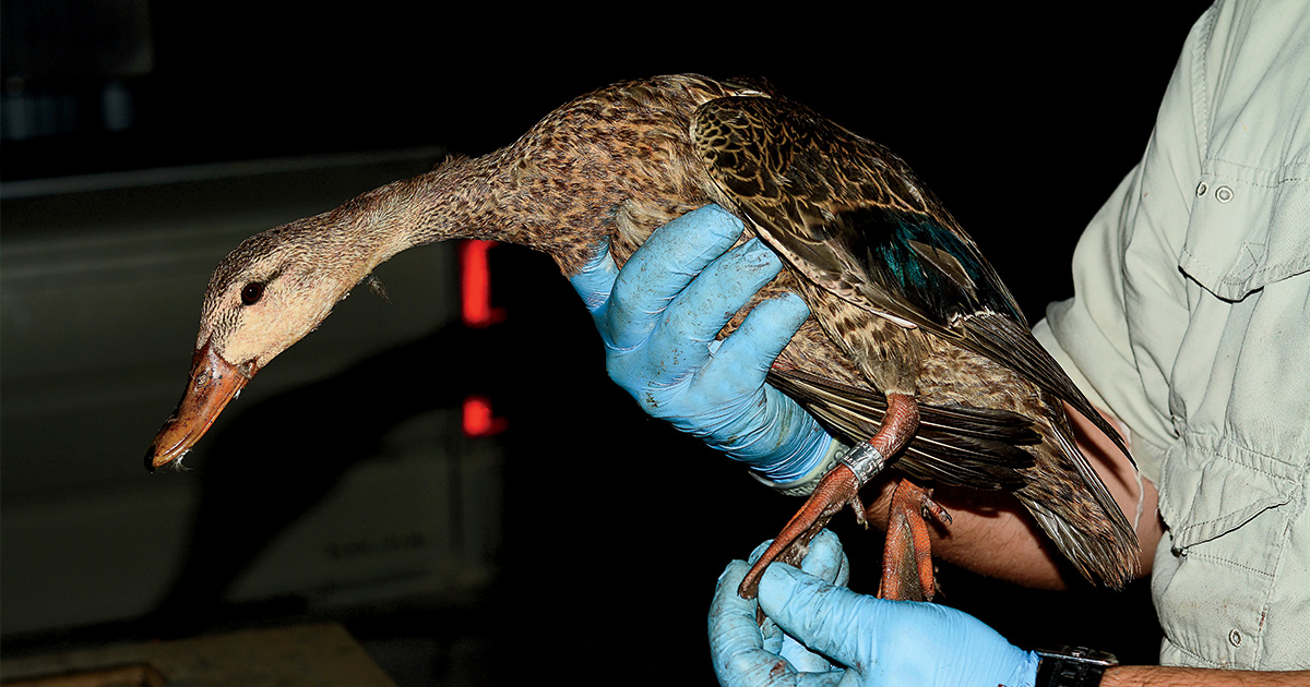 Mottled duck being banded by a biologist. Photo by 6 Drakes Photography