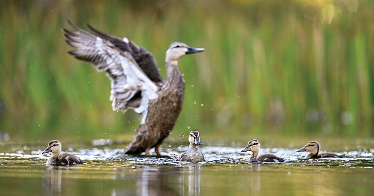 Mottled duck hen and her brood. Photo by 6 Drakes Photography/Eric Orlando