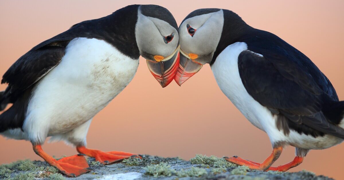 10 Incredible Facts About Atlantic Puffins, Iceland's Emblematic Seabirds