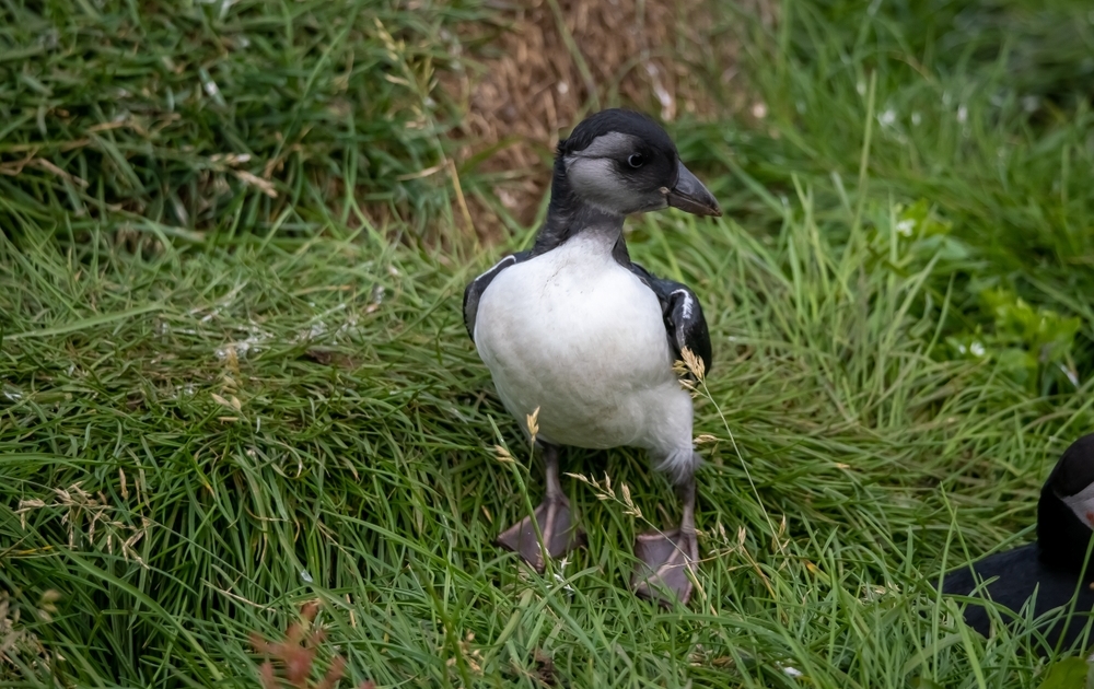 Juvenile puffin. Photo: Shutterstock_2206993577.jpg