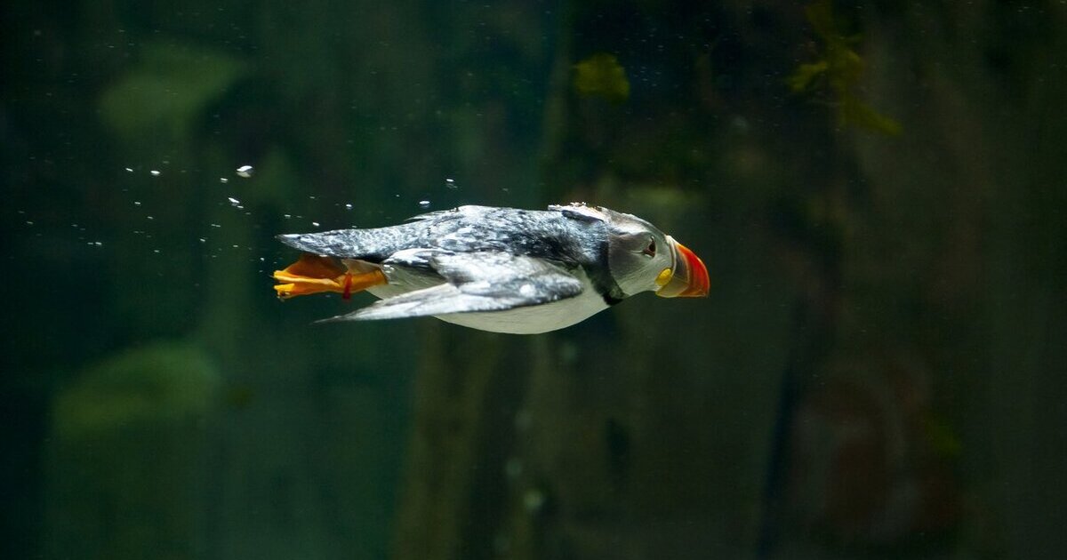 Puffin diving. Photo: iStock-1146500606 (1).jpg