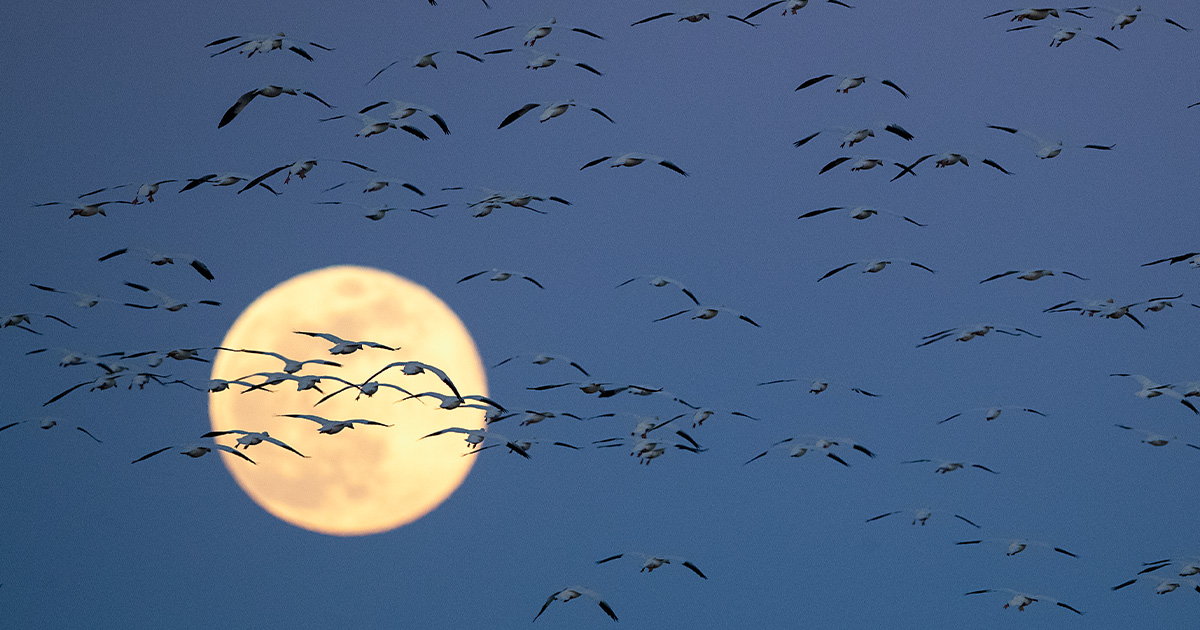 The Magic of Migration