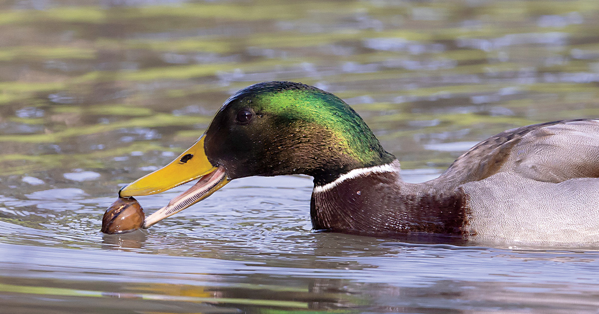 Mallard with acorn. Photo by Michael Peters