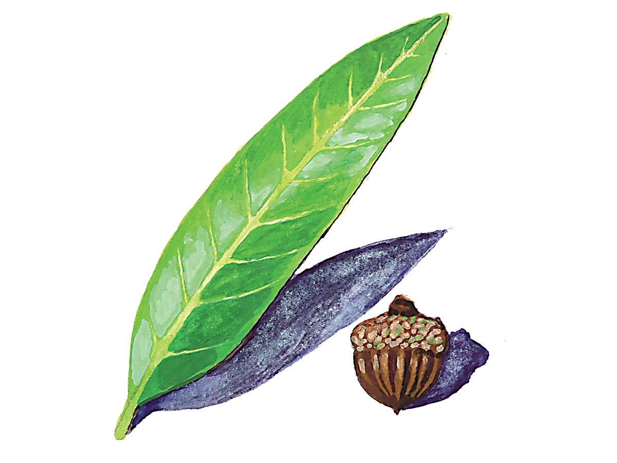 Willow Oak. Illustration by Katie M. Tucker