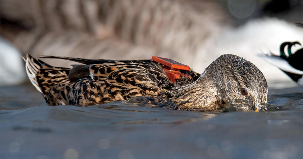 Understanding Waterfowl: Ducks Join the Digital Age