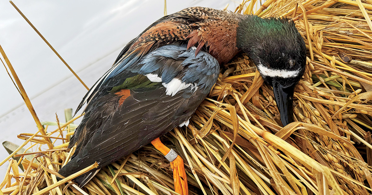Image for Understanding Waterfowl: Fascinating Hybrids