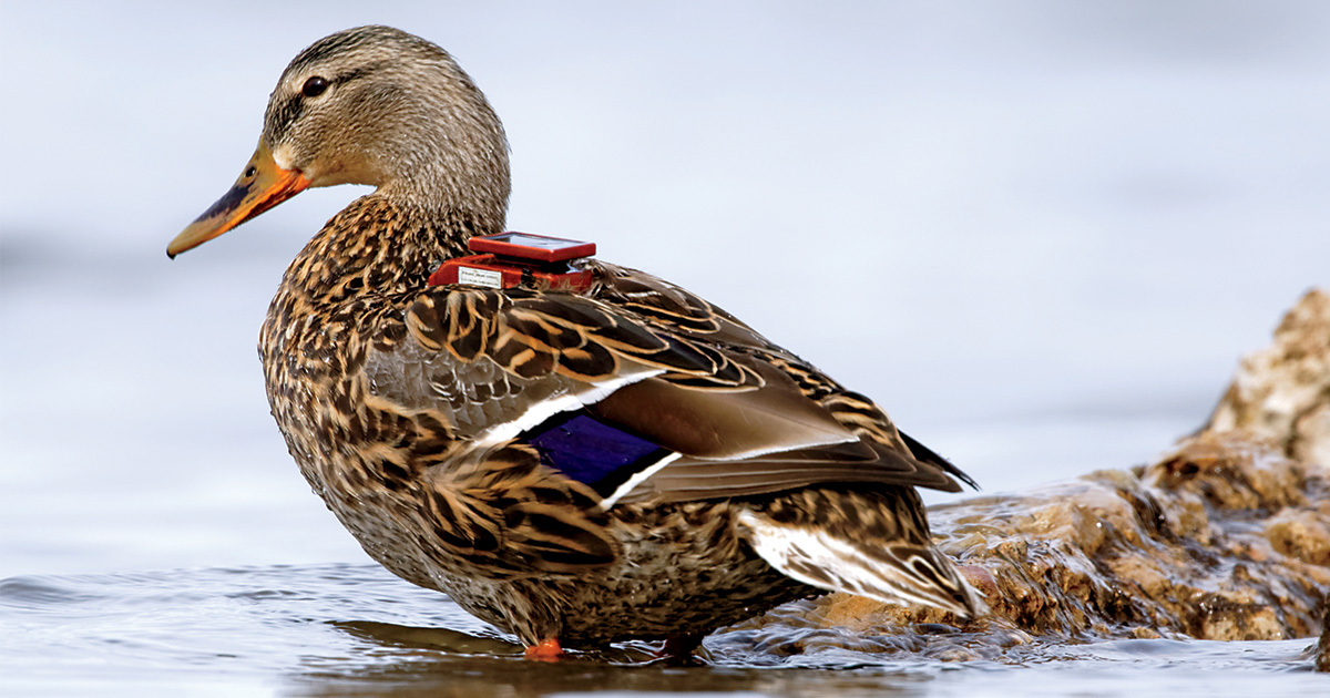 Understanding Waterfowl: The Science of Disturbance