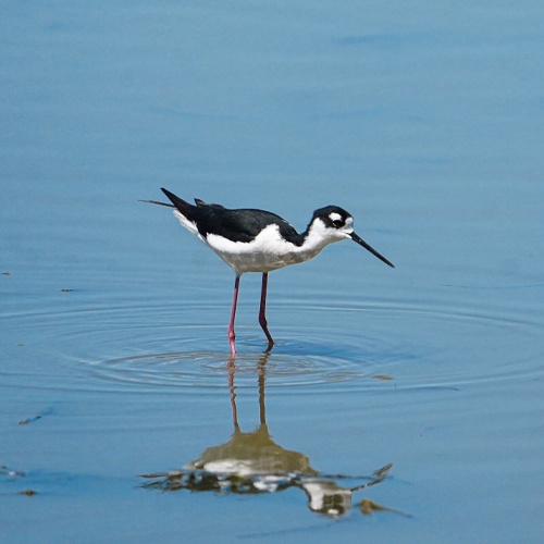 Shorebirds