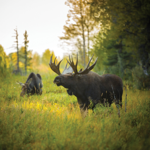 Other Wildlife
