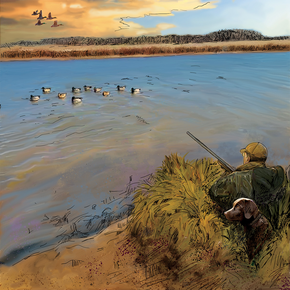 Illustration of Blake Boland's Missouri Mallard Spread. Illustration by Gary Cox