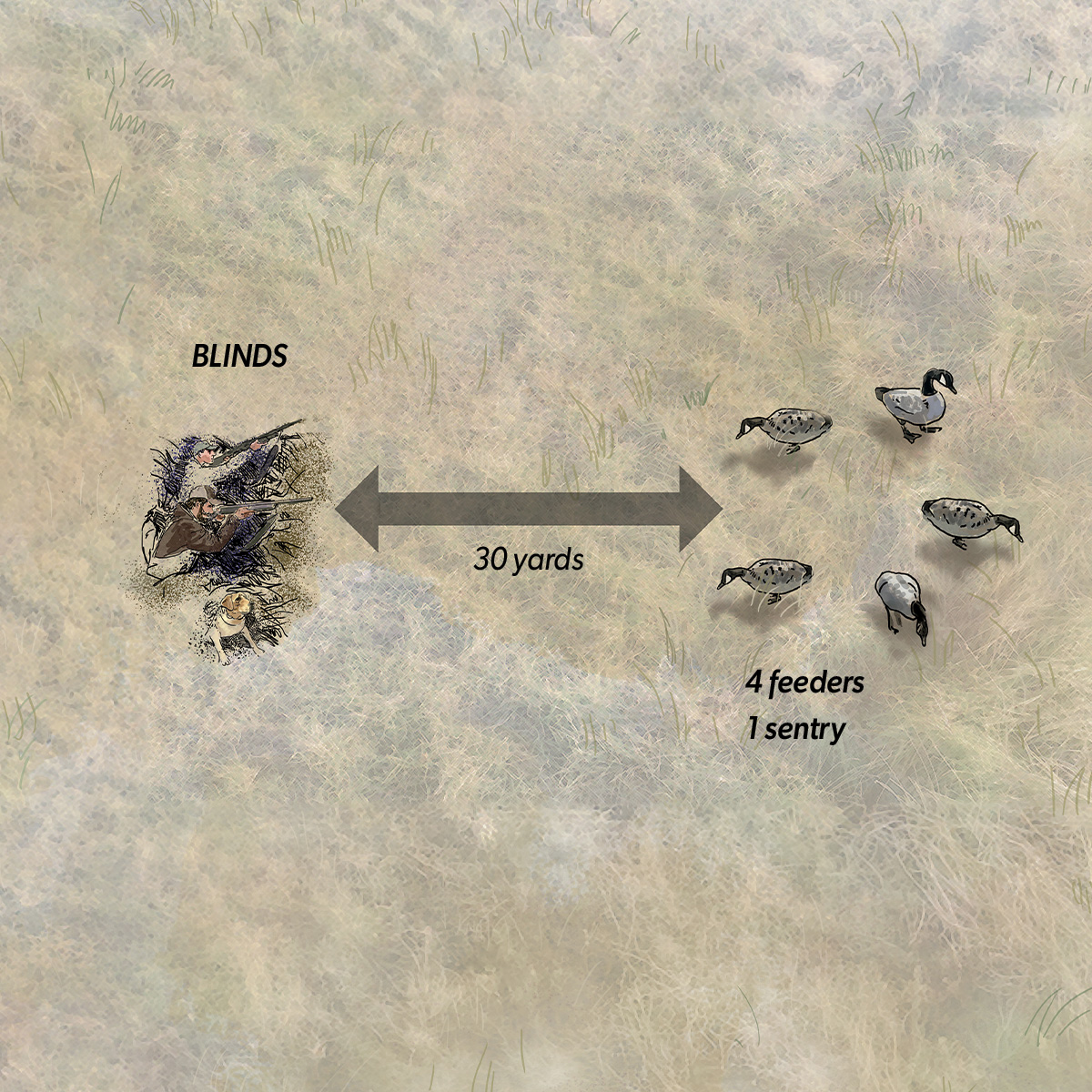 Illustration of Brook Richard's Arkansas Specklebelly Spread. Illustration by Gary Cox