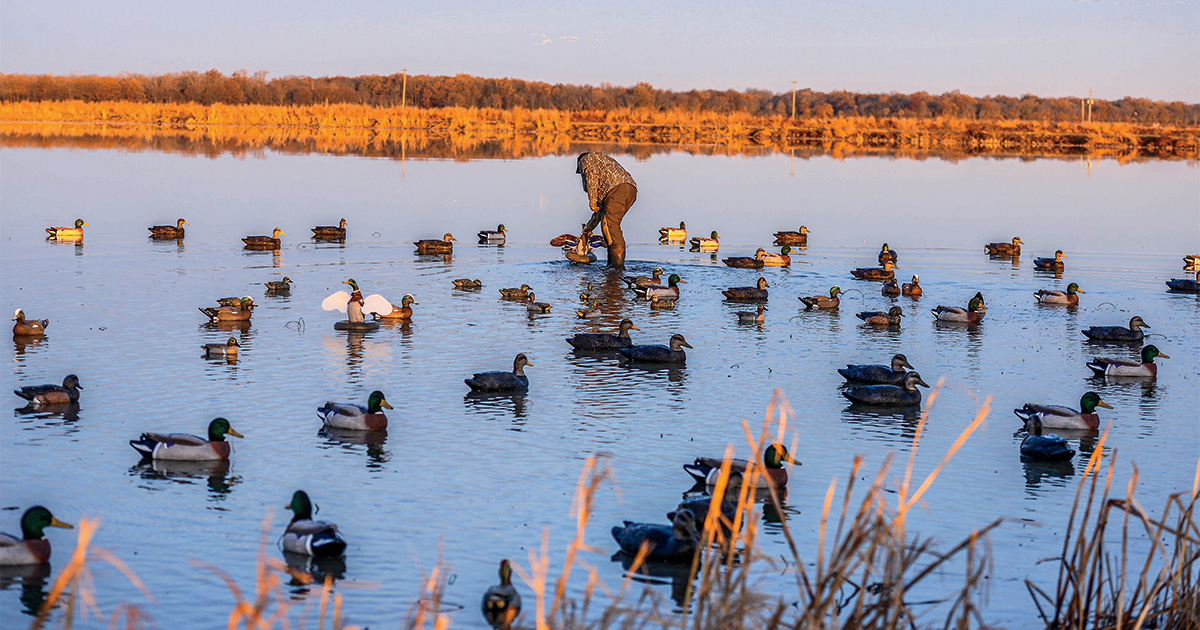Duck hunter placing a floating motion decoy. Photo by John Hoffman, Ducks Unlimited