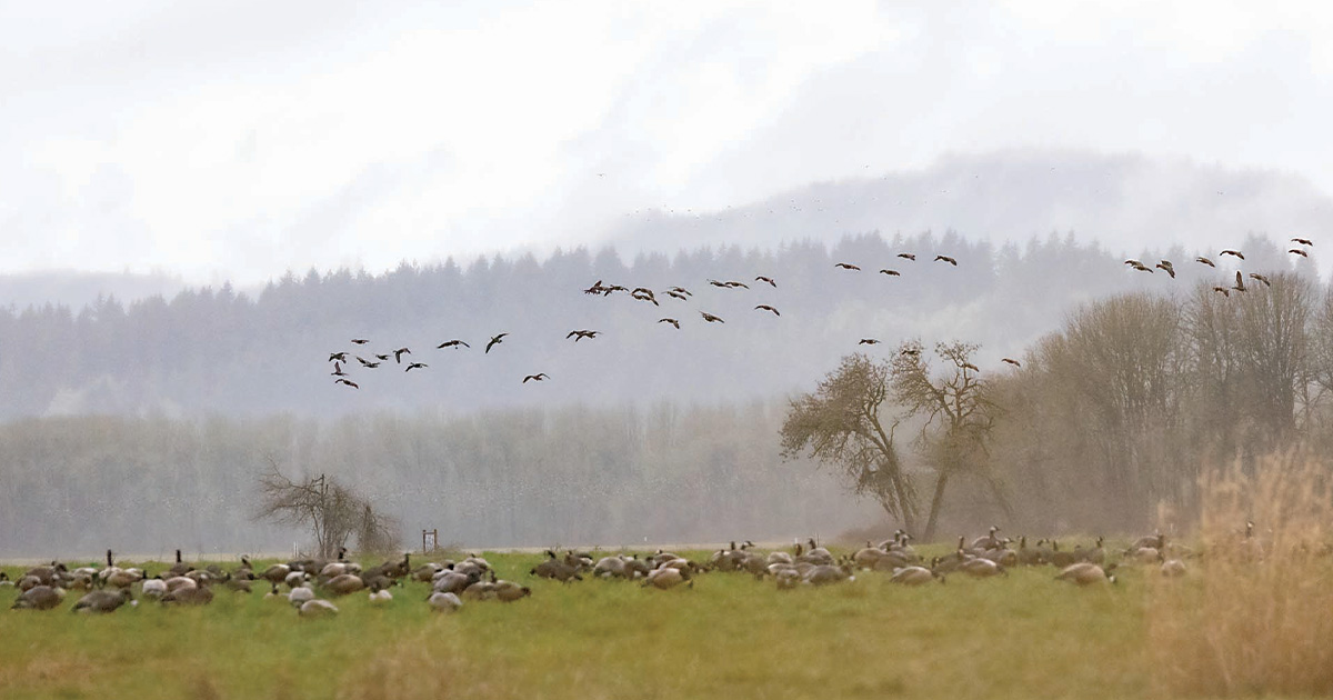 Geese coming in. Photo by Mike Callian