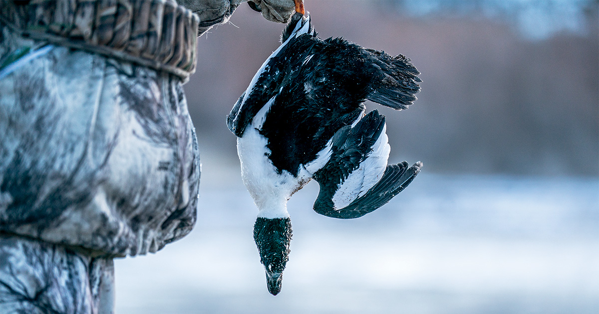 Harvested goldeneye. Photo by Greg Sweeney