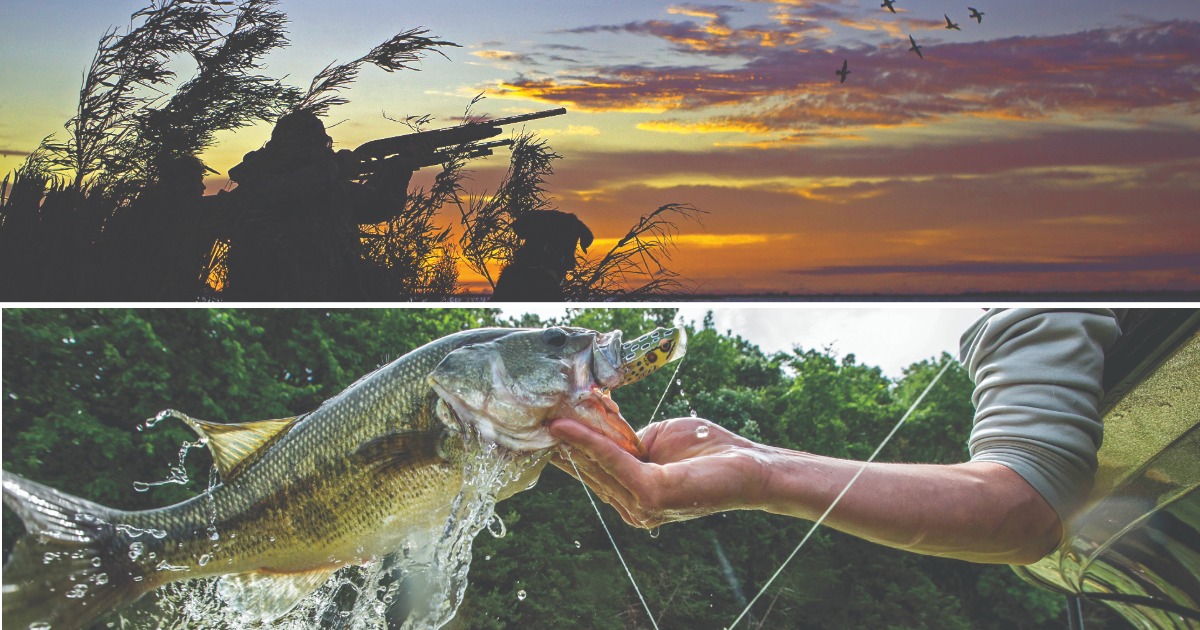 Image for Florida: Fins and Feathers