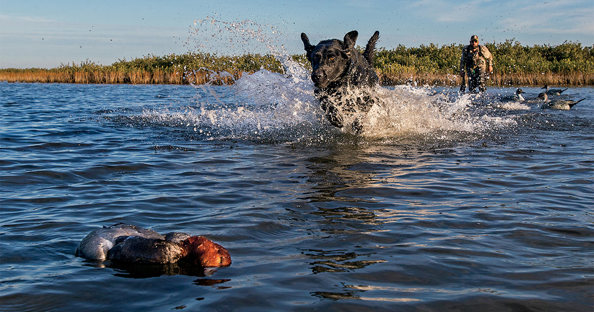 Retriever and a harvested redhead. Photo by Todd J. Steele