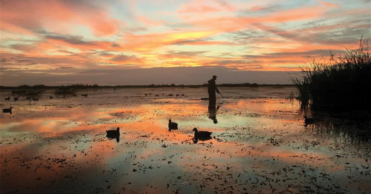 Image for Duck Hunting the Sunshine State