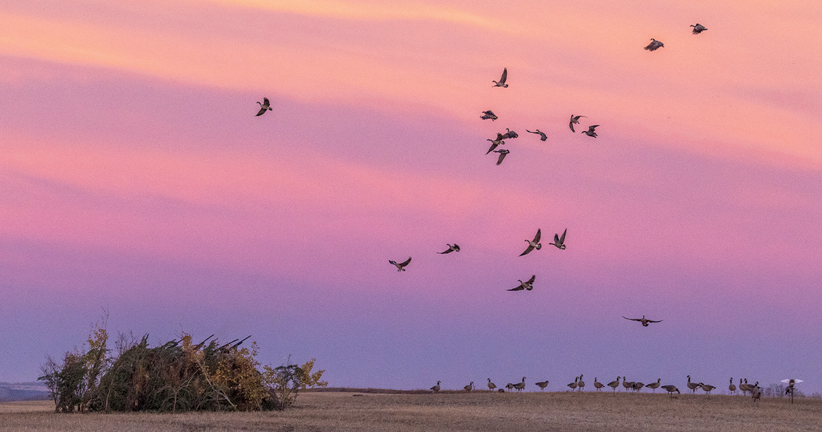 Image for Saskatchewan Skies