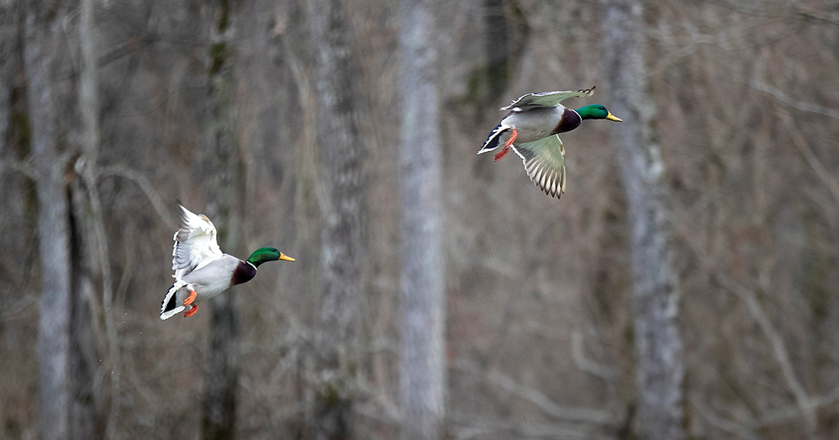 Image for Cupped Wings: Halftime