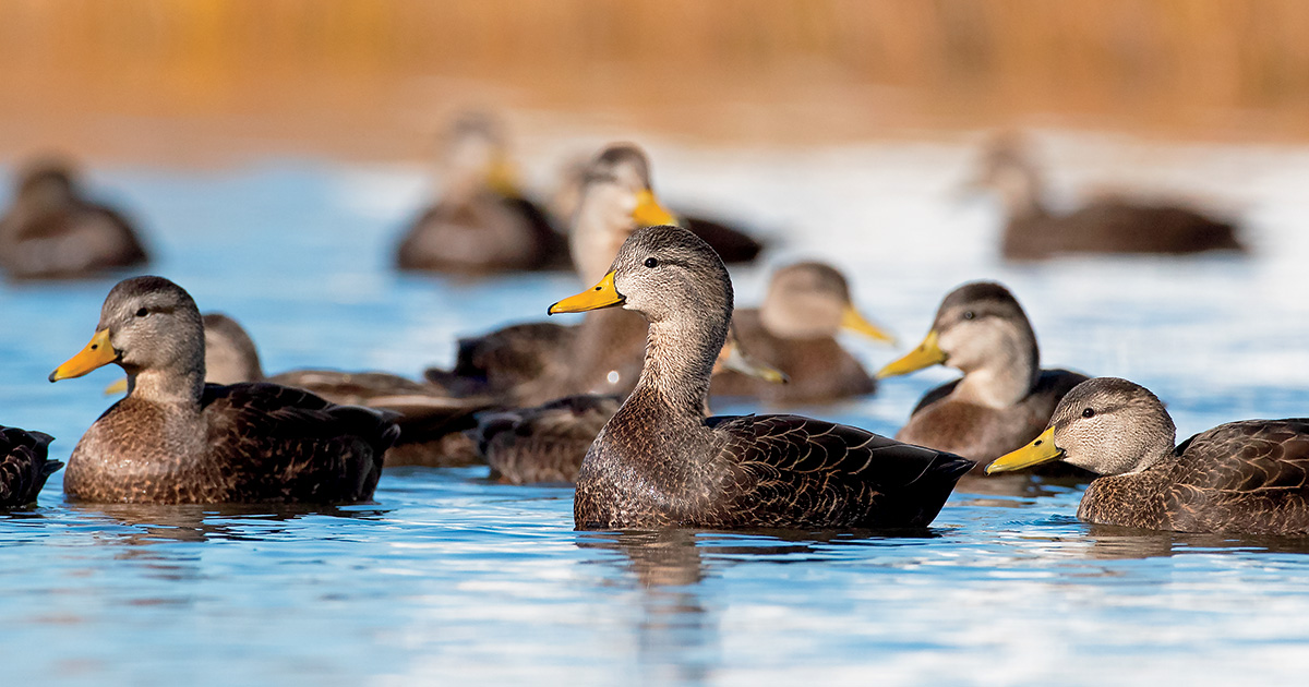 Black ducks. Photo by GaryKramer.net