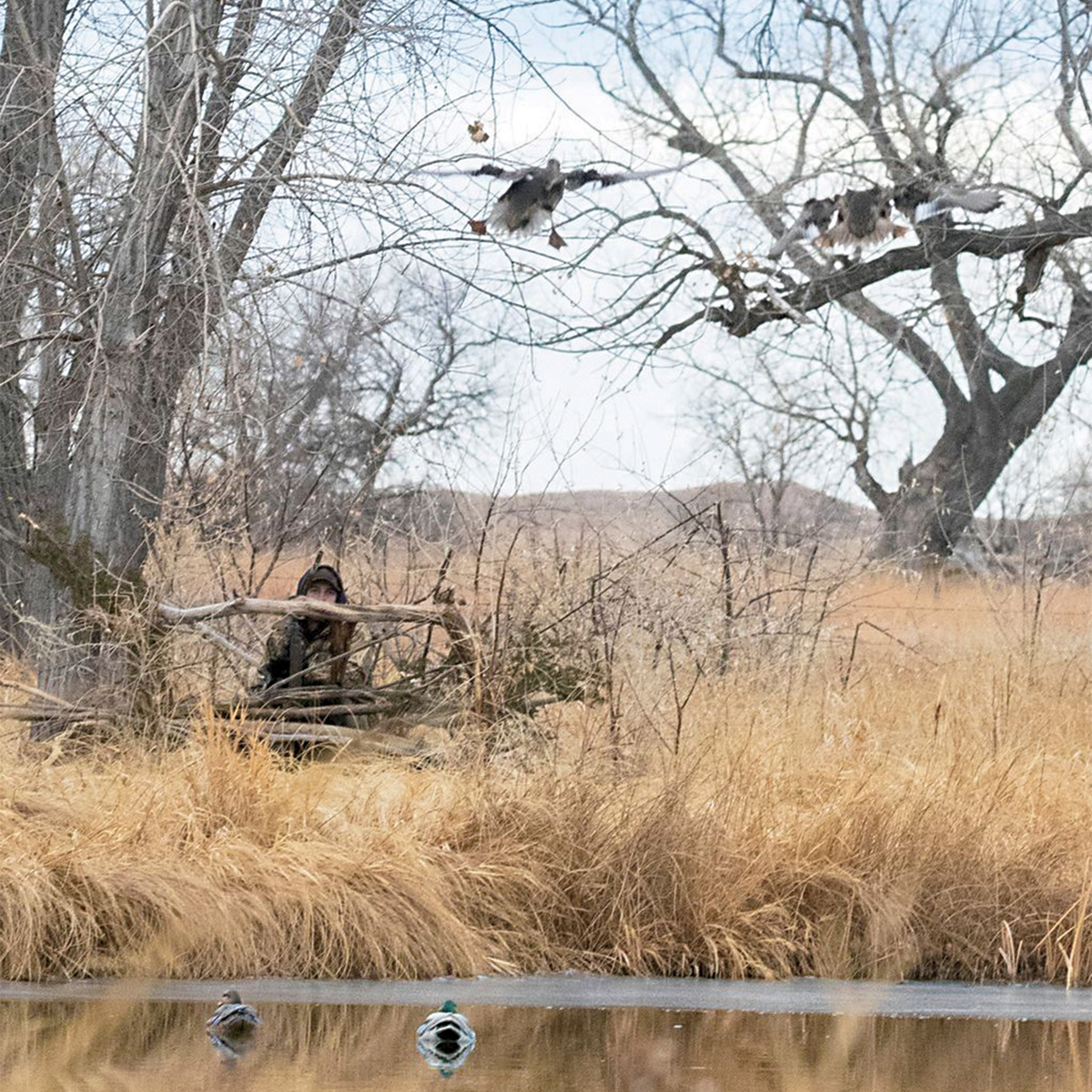 Waterfowl coming into the decoys. Photo by DougSteinkePhotos.com